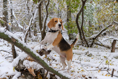 小猎犬在秋天的雪森林