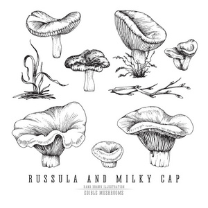 乳白色的帽和红菇蘑菇矢量素描合集。可食用的蘑菇独立 单独和团体，在白色背景上雕刻