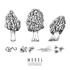 羊肚菌蘑菇矢量素描合集.可食用的蘑菇孤立在白色背景上雕刻照片