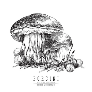cep 蘑菇 vecor 素描插画, 牛肝菌牛肝菌与森林配件: 苔藓, 植物