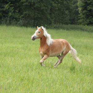 在自由中运行的很好 haflinger