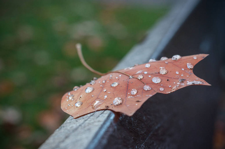 雨滴落在公共的木长凳上的枫叶上