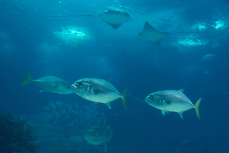 蓝色水族箱内的鱼图片