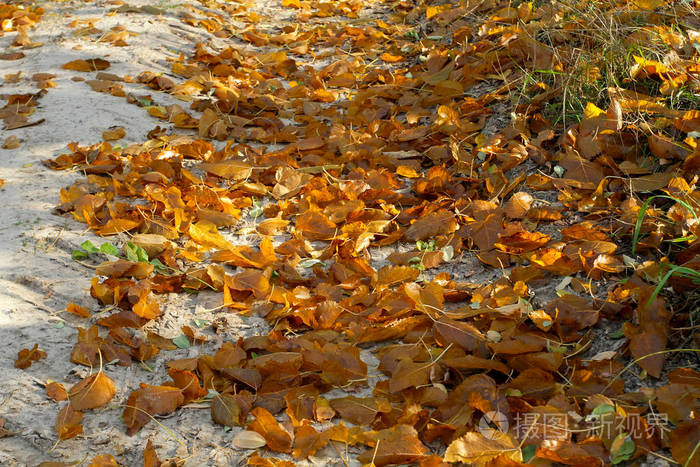 秋天的土路散落着黄沙干燥的秋叶光明的秋路走到遥远的地方呼唤未来