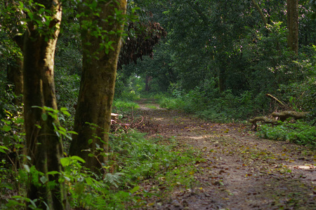 旺国家公园内森林的一条粘土小径的美丽景观, 主要由丛林覆盖