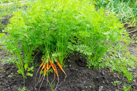 在花园里种植床上地上新鲜收获的胡萝卜