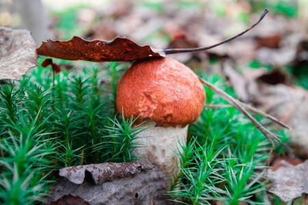 秋天森林中一片白杨叶下的可食用的小蘑菇。 美味的蘑菇橙色帽子牛肝菌红色。 阴角或红盖布莱特。