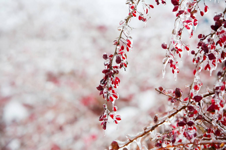 冰棱与红色浆果的小檗后冰冷的雨