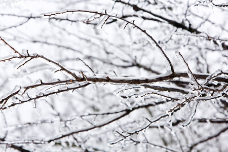冬季冰暴雪和冻雨冰柱后的釉面树枝