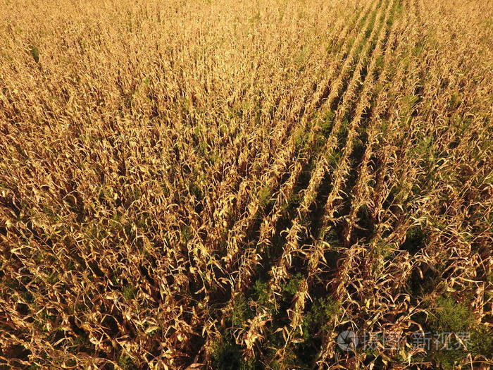 领域与成熟玉米。玉米干秸秆。从上面的玉米田的看法。玉米种植园, 成熟的棒子, 准备收割