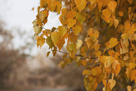 背景纹理的黄色树叶秋天树叶背景