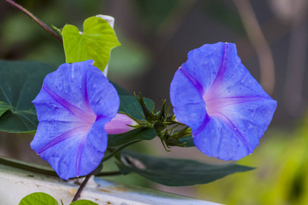 花园里的清晨鲜花