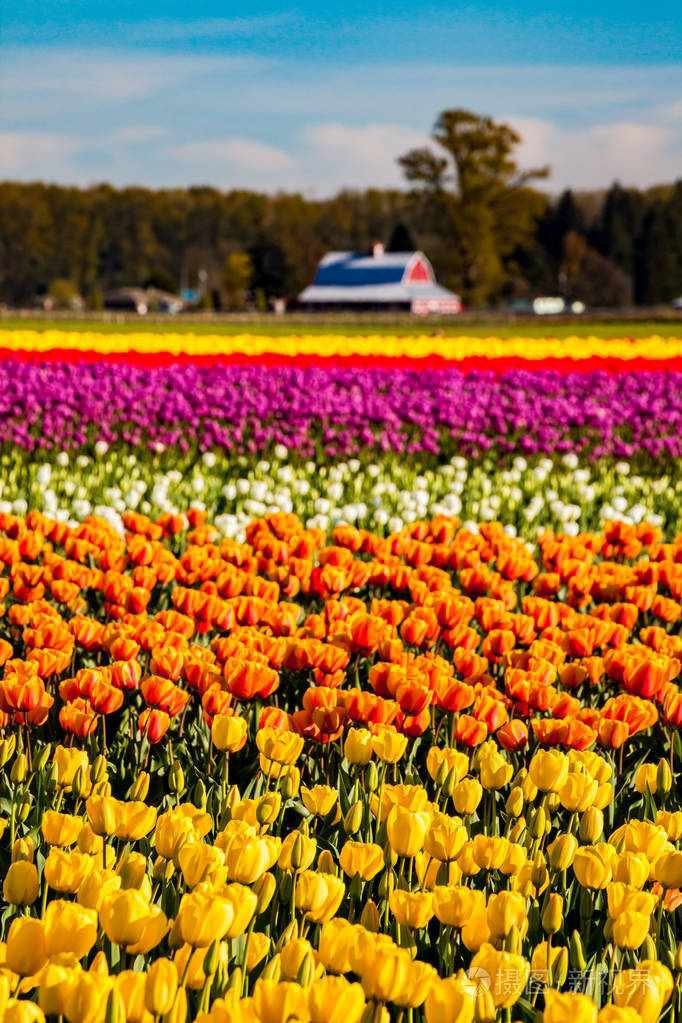 春天五彩缤纷的郁金香田野