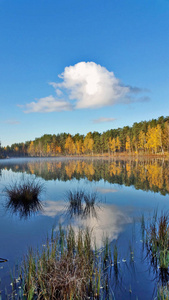 黄森林和蓝天白云映镜湖水图片