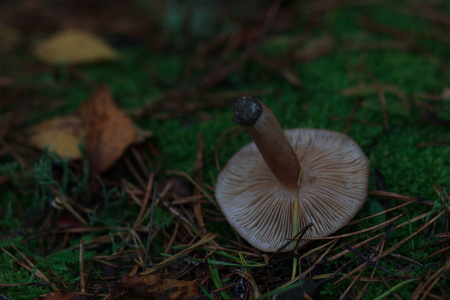 mashrooms 秋季森林, 特写, 模糊效果