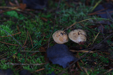 mashrooms 秋季森林, 特写, 模糊效果