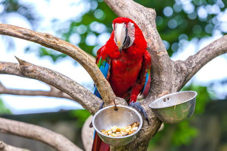 印度尼西亚巴厘岛乌布热带动物园的一只美丽的鹦鹉