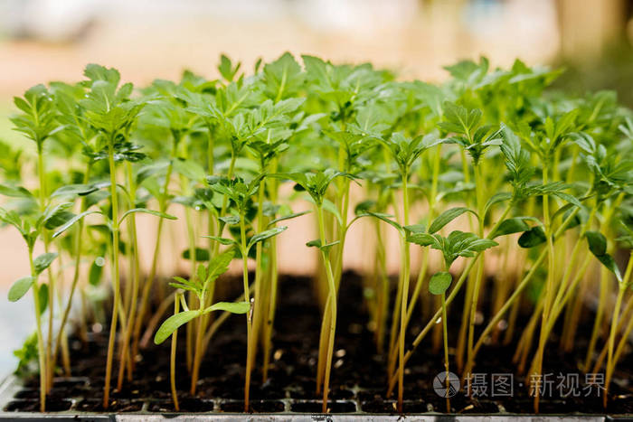 万寿菊幼苗在塑料育苗盘中生长