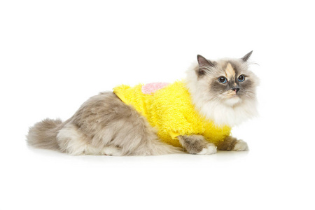 Birma 猫穿黄色套衫
