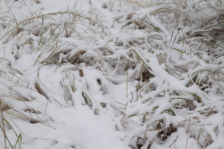 在第一场雪上穿过冬天的森林俄罗斯