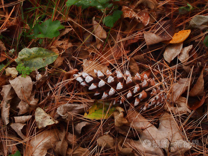 松锥和秋天的树叶