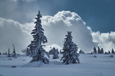 冬天在波兰的大山里落下云杉和雪