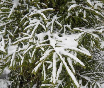 雪下的冷杉树枝和飘落的小雪花