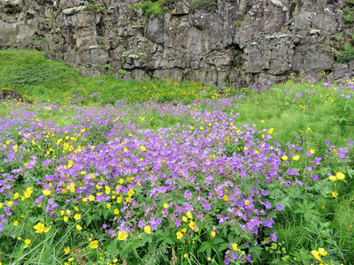 2017年冰岛平韦利尔国家公园之花