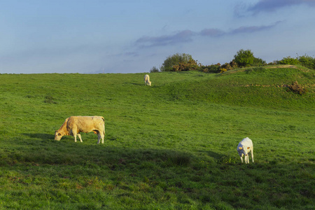 在阳光明媚的日子里, 牛在草地上吃草。法国诺曼底。养牛和工业农业的概念。夏季乡土景观与家畜牧场