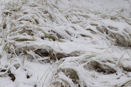 在第一场雪上穿过冬天的森林俄罗斯