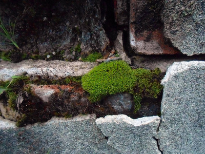 苔藓和墙砖