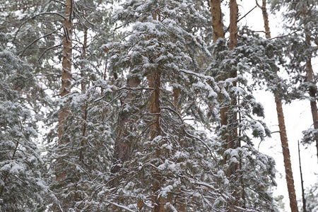 在第一场雪上穿过冬天的森林俄罗斯