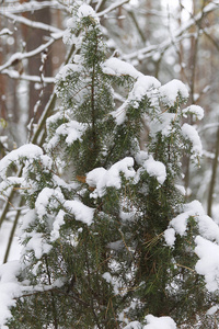 在第一场雪上穿过冬天的森林俄罗斯