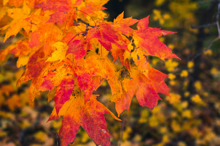 秋天的秋天的树叶在大自然与模糊的背景
