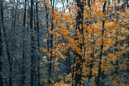 秋季的一天景观。秋天的树林，雨后