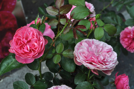 粉红色玫瑰多年生灌木罗萨属花盛开
