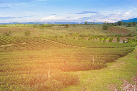 陆地斜坡上的高土地绿茶种植