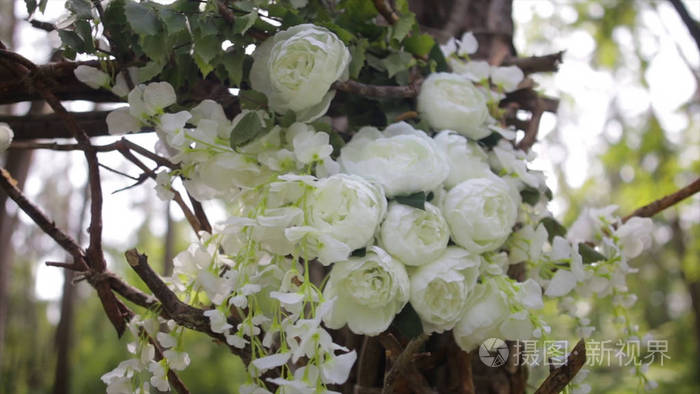 可爱的白色布什玫瑰 观赏的白花 在灿烂的阳光 在花园里温柔的玫瑰花 美丽的玫瑰 在绿叶和荆棘 两个白狗蔷薇花的蓓蕾 关闭 美丽的景照片 正版商用图片0zqt1g 摄图新视界
