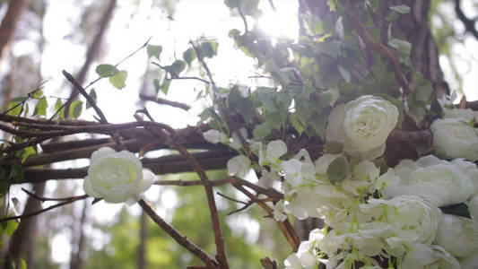 可爱的白色布什玫瑰 观赏的白花 在灿烂的阳光 在花园里温柔的玫瑰花 美丽的玫瑰 在绿叶和荆棘 两个白狗蔷薇花的蓓蕾 关闭 美丽的景照片 正版商用图片0zqt1g 摄图新视界