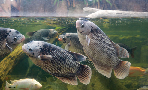 在池塘里游泳的鱼鲈 (长丝鲈)照片