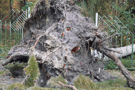 因气候变暖而被拔掉的树木图片
