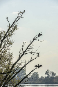 意大利曼图亚明西奥湖树枝上的鸟
