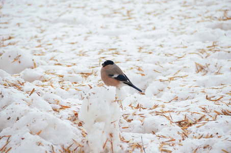 明亮的雌性牛雀在冬天寻找白雪上的食物
