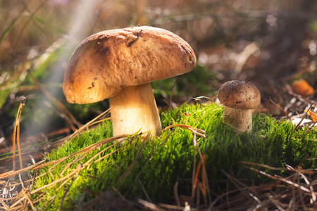 美丽的新鲜食用菌，牛肝菌蘑菇在树林里