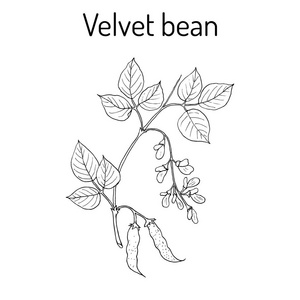 刺毛黧豆图片-刺毛黧豆素材-刺毛黧豆插画-摄图新视界