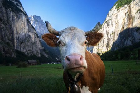 母牛, 阿尔卑斯。少女地区, 瑞士