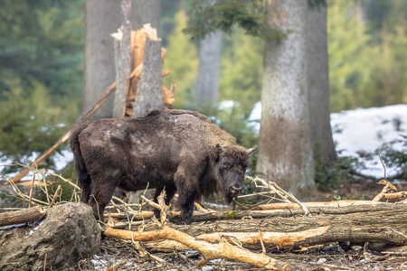 森林中的 Wisent