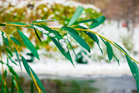 树叶上的雪