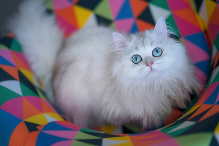 长波斯可爱的波斯品种白色长头发的猫照片