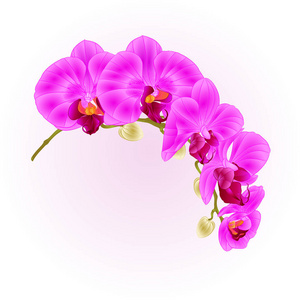 美丽蝴蝶兰紫茎花和芽特写老式隔离矢量可编辑插图